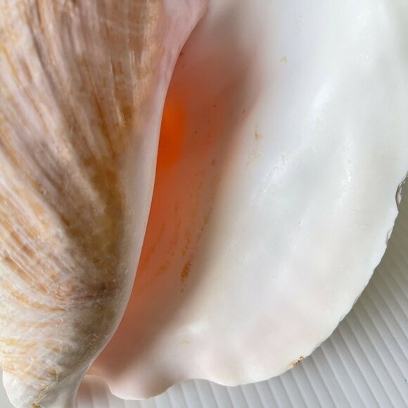 Queen Conch Sea Shell Large Natural Pink Seashell 9" No Harvest Hole Vintage - Picture 4 of 12